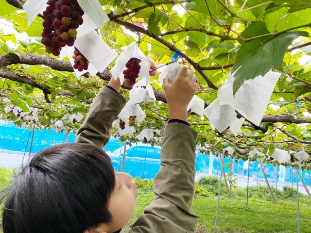 Destinasi Wisata Petik Buah Anggur Di Jepang