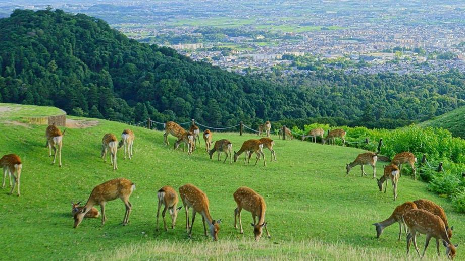 Tempat Wisata Di Nara Yang Wajib Di Jelajahi