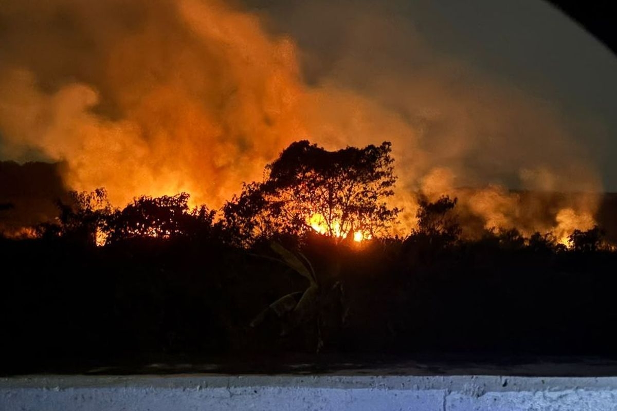 Karhutla Kalimantan Dan Dugaan Pembakaran Hutan Untuk Membuka Lahan Sawit